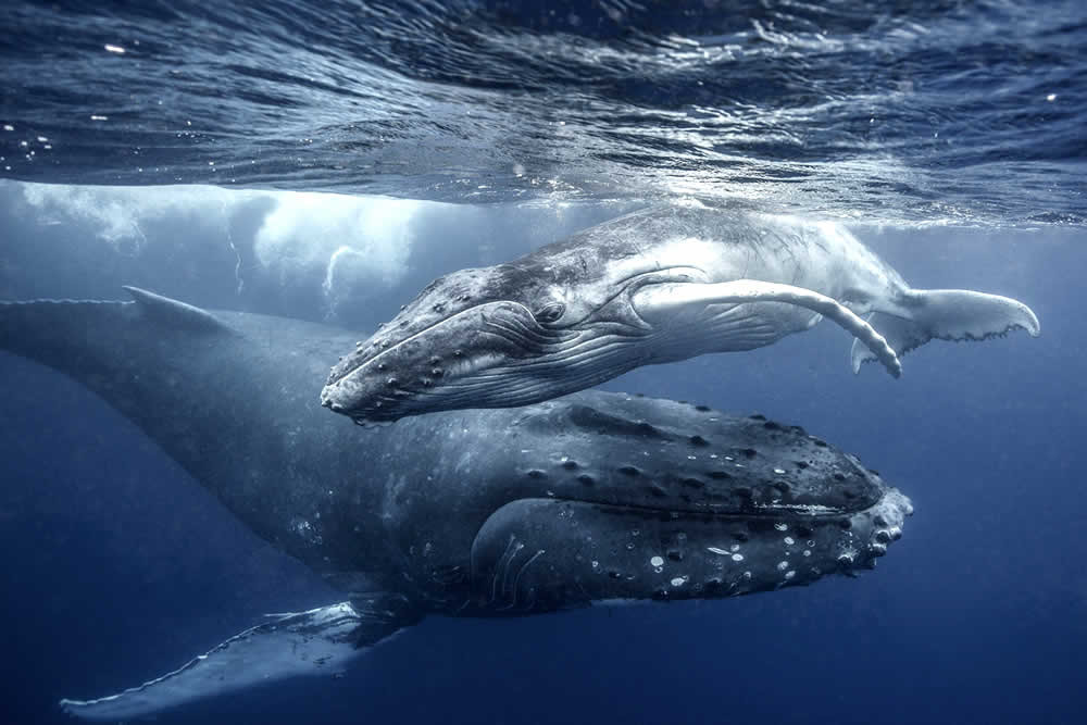 Avistamiento de Ballenas Jorobadas en Puerto Vallarta
